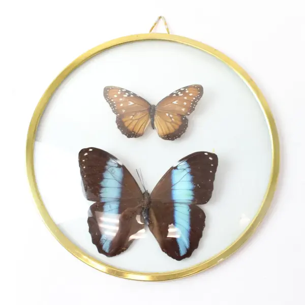 Real Blue Morpho Female Butterfly Framed Specimen With Extra Butterfly