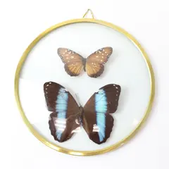 Real Blue Morpho Female Butterfly Framed Specimen With Extra Butterfly