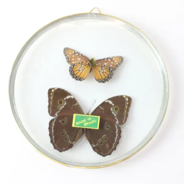 Real Blue Morpho Female Butterfly Framed Specimen With Extra Butterfly