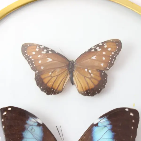 Real Blue Morpho Female Butterfly Framed Specimen With Extra Butterfly