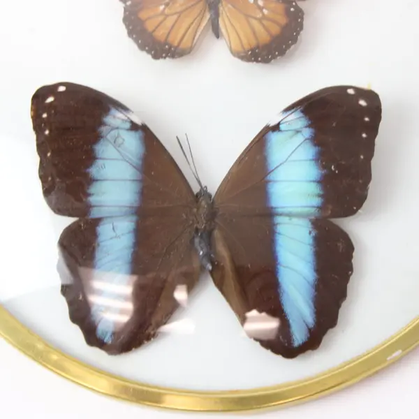 Real Blue Morpho Female Butterfly Framed Specimen With Extra Butterfly