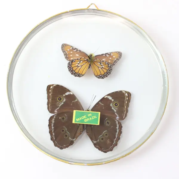 Real Blue Morpho Female Butterfly Framed Specimen With Extra Butterfly