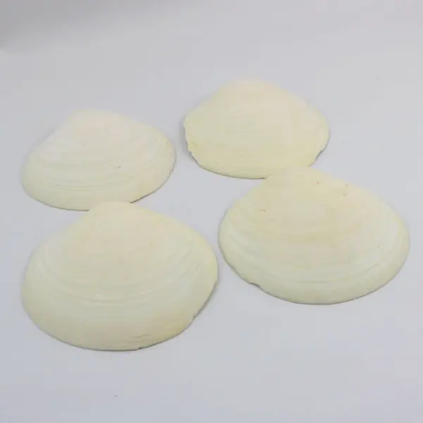 Lot of 4 Large Natural Clam Shell Halves 5 Inch Coastal Decor Crafts