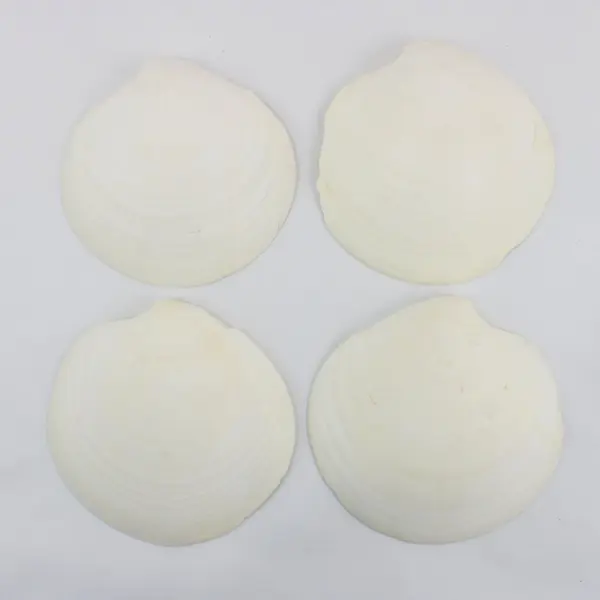 Lot of 4 Large Natural Clam Shell Halves 5 Inch Coastal Decor Crafts