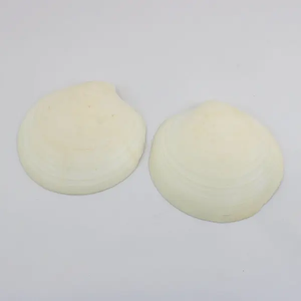 Lot of 4 Large Natural Clam Shell Halves 5 Inch Coastal Decor Crafts