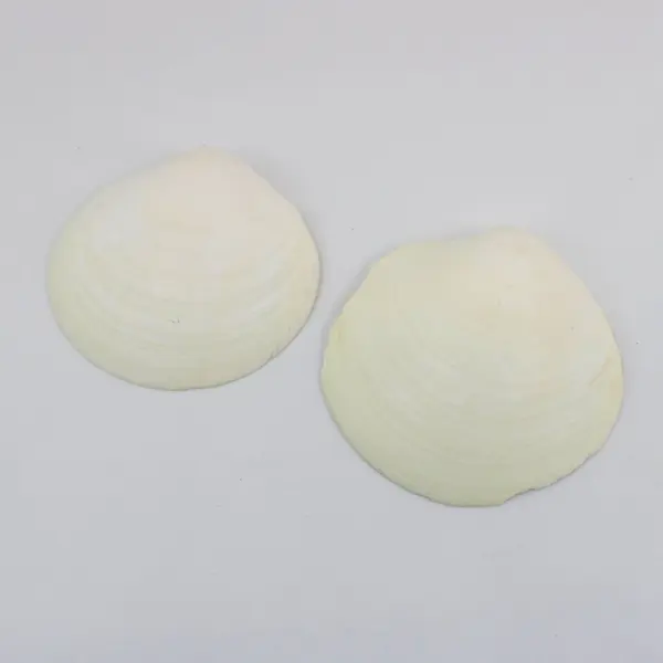 Lot of 4 Large Natural Clam Shell Halves 5 Inch Coastal Decor Crafts