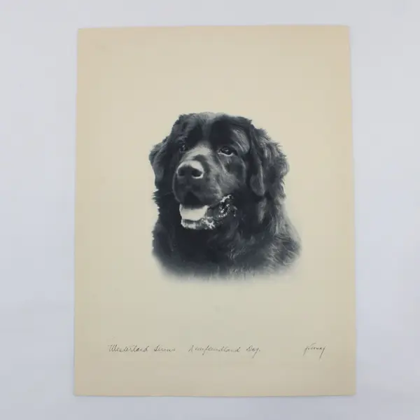 Vintage 1930s Newfoundland Dog Holloway Photo Print 9x12