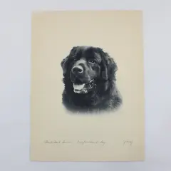 Vintage 1930s Newfoundland Dog Holloway Photo Print 9x12