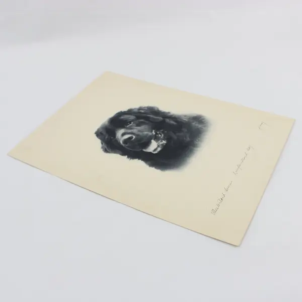 Vintage 1930s Newfoundland Dog Holloway Photo Print 9x12