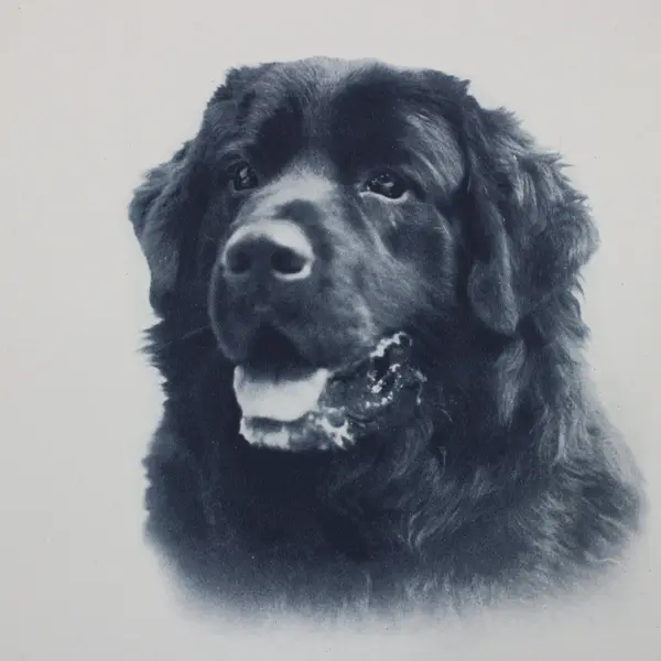 Vintage 1930s Newfoundland Dog Holloway Photo Print 9x12