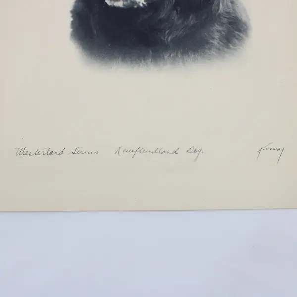 Vintage 1930s Newfoundland Dog Holloway Photo Print 9x12