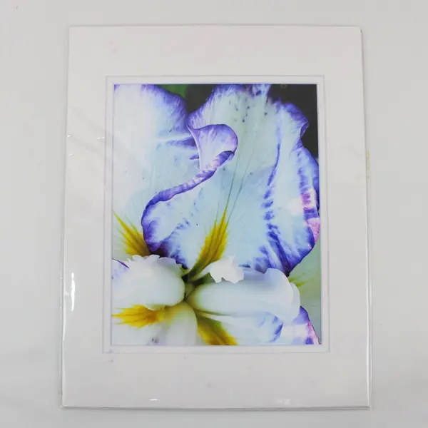 Lot of 4 Matted Purple Flower Art Photographs 11x14