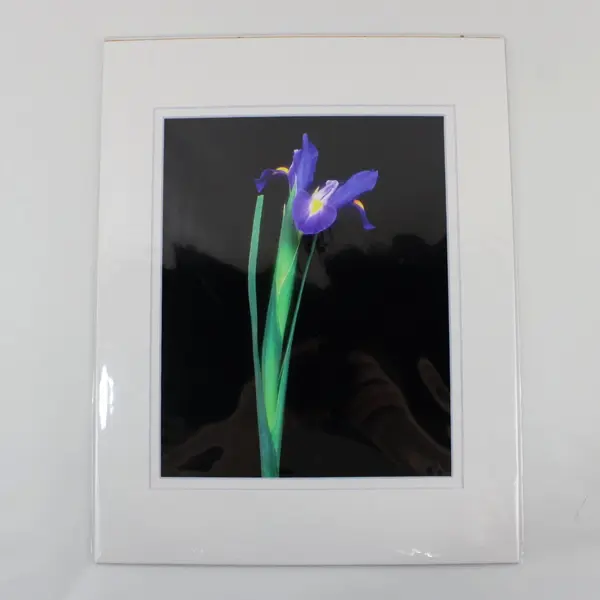 Lot of 4 Matted Purple Flower Art Photographs 11x14