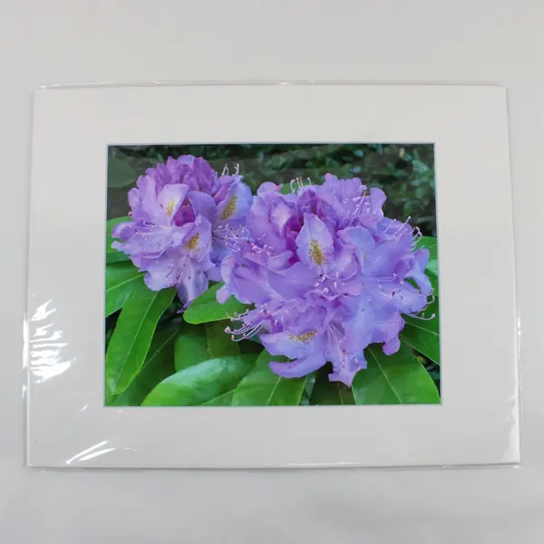Lot of 4 Matted Purple Flower Art Photographs 11x14