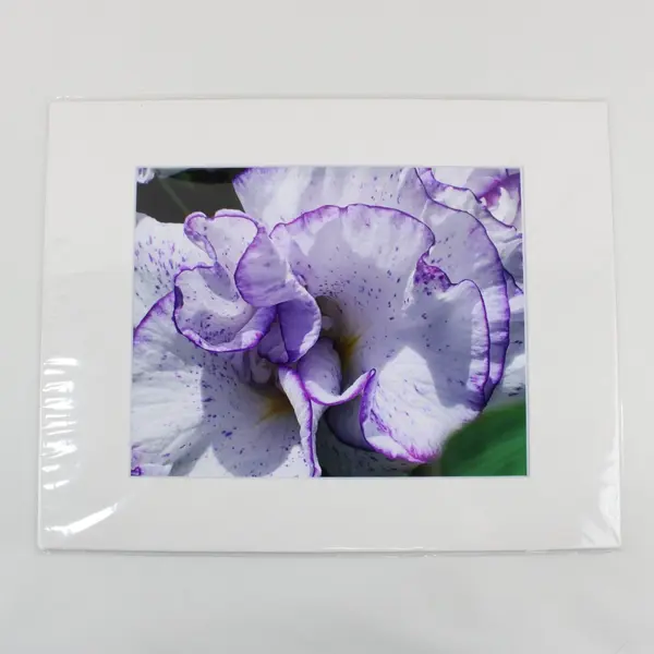 Lot of 4 Matted Purple Flower Art Photographs 11x14
