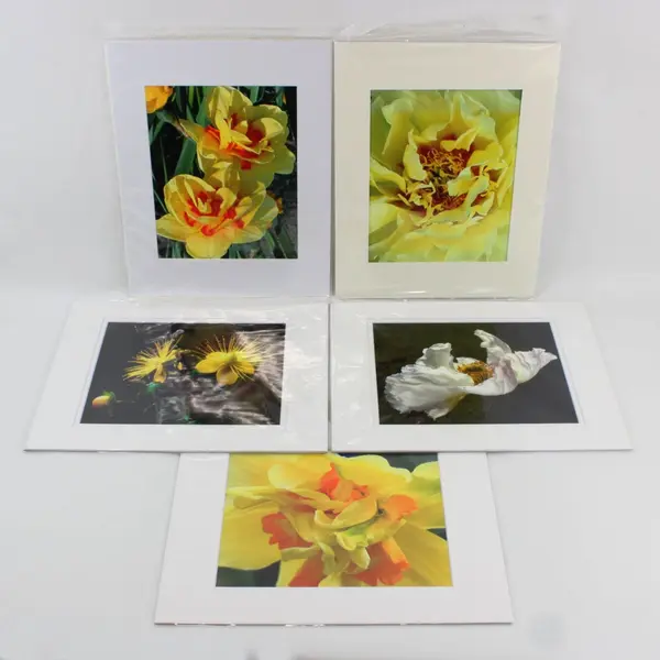 Lot of 5 Matted Flower Photographs Mostly Yellow One White 11x14