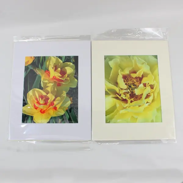 Lot of 5 Matted Flower Photographs Mostly Yellow One White 11x14