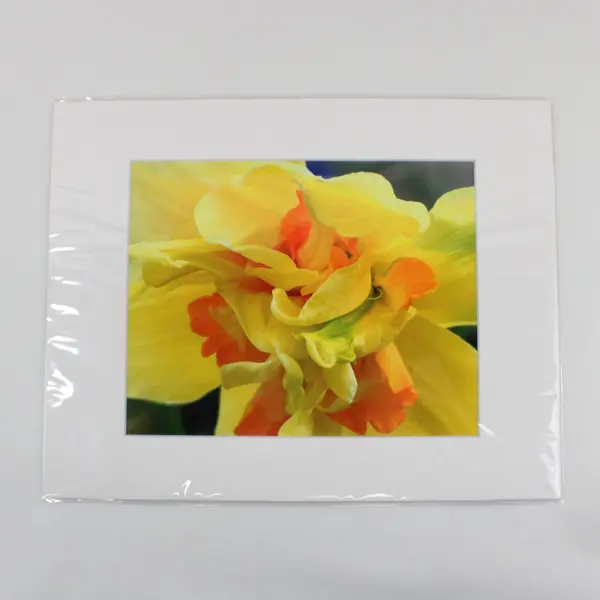 Lot of 5 Matted Flower Photographs Mostly Yellow One White 11x14