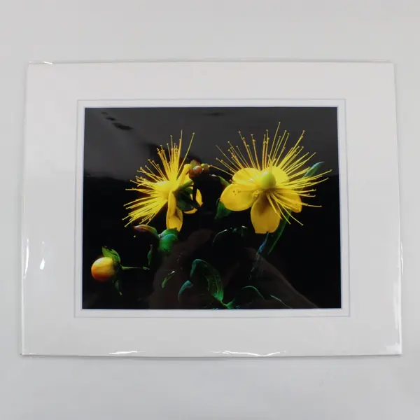 Lot of 5 Matted Flower Photographs Mostly Yellow One White 11x14