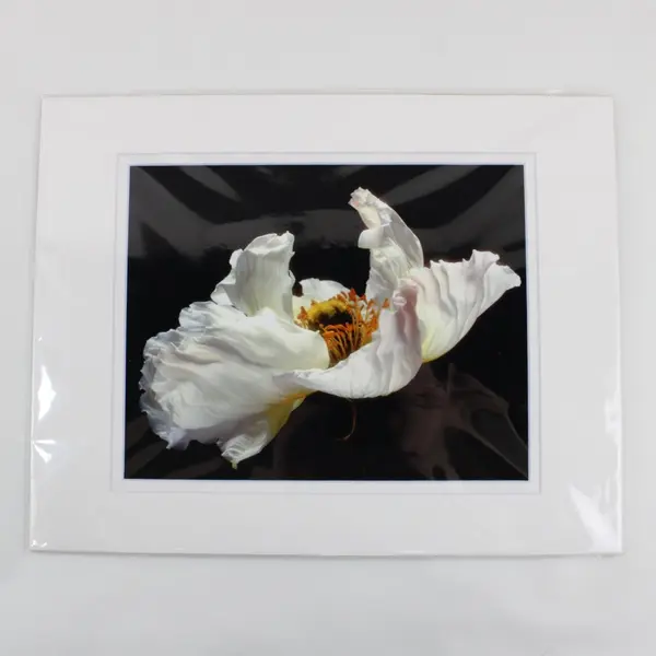 Lot of 5 Matted Flower Photographs Mostly Yellow One White 11x14