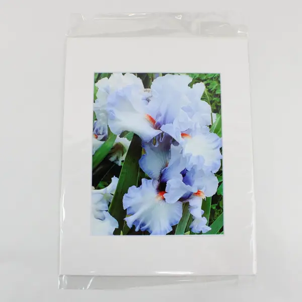 Lot of 3 Matted Blue Flower Art Photographs 11x14