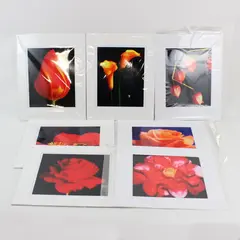 Lot of 7 Matted Red Orange Flower Art Photographs 11x14