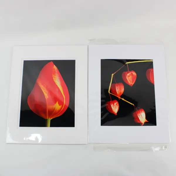 Lot of 7 Matted Red Orange Flower Art Photographs 11x14