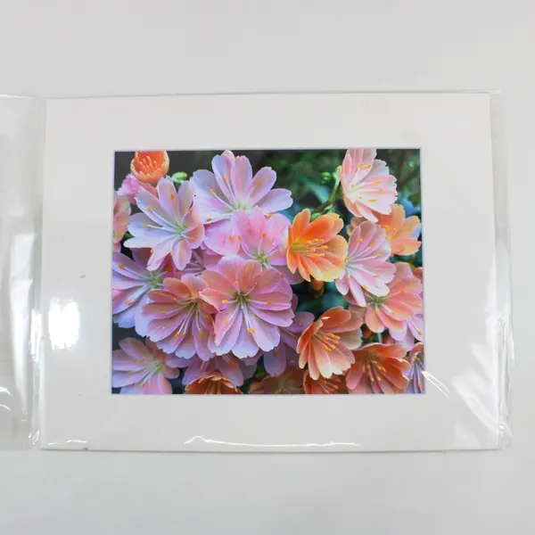 Lot of 7 Matted Pink Flower Art Photographs 11x14