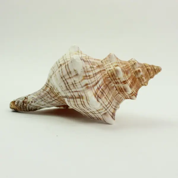 Horse Conch Pleuroploca Trapezium Shell 6.5 Inch Seashell Specimen