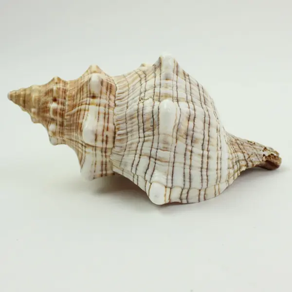 Horse Conch Pleuroploca Trapezium Shell 6.5 Inch Seashell Specimen