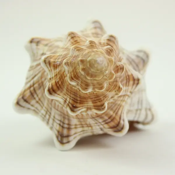 Horse Conch Pleuroploca Trapezium Shell 6.5 Inch Seashell Specimen