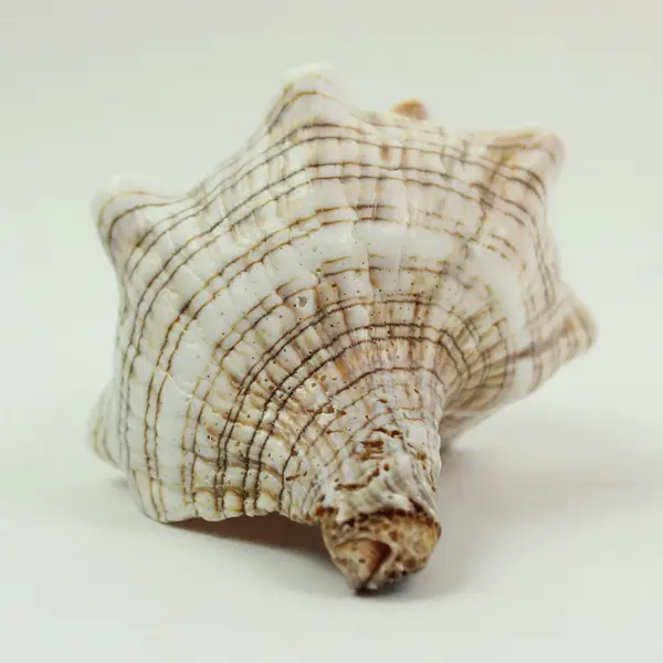 Horse Conch Pleuroploca Trapezium Shell 6.5 Inch Seashell Specimen