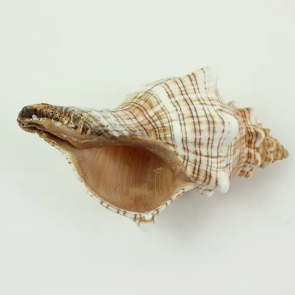 Horse Conch Pleuroploca Trapezium Shell 6.5 Inch Seashell Specimen