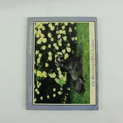 The Great Dane Reporter Magazine September-October 1981 Dog Breed