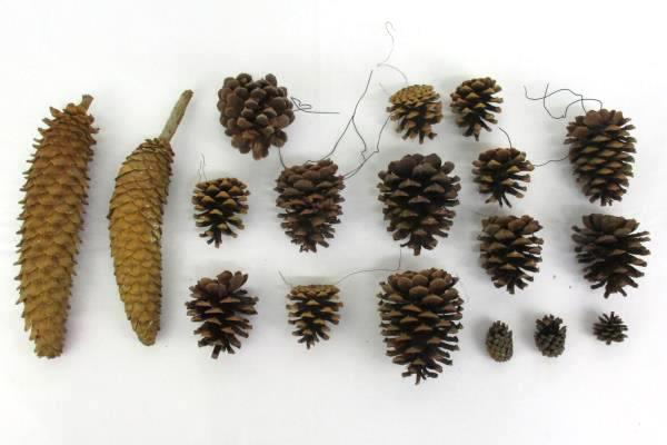 Lot Of 16 Pine Cones Real Various Sizes DIY Holiday Craft Ornaments Centerpiece