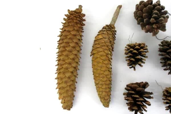 Lot Of 16 Pine Cones Real Various Sizes DIY Holiday Craft Ornaments Centerpiece
