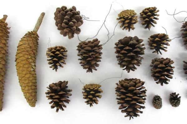 Lot Of 16 Pine Cones Real Various Sizes DIY Holiday Craft Ornaments Centerpiece