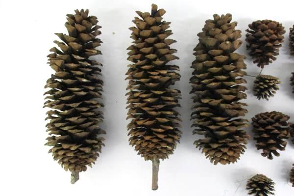 Lot Of 17 Pine Cones Real Various Sizes DIY Holiday Crafts