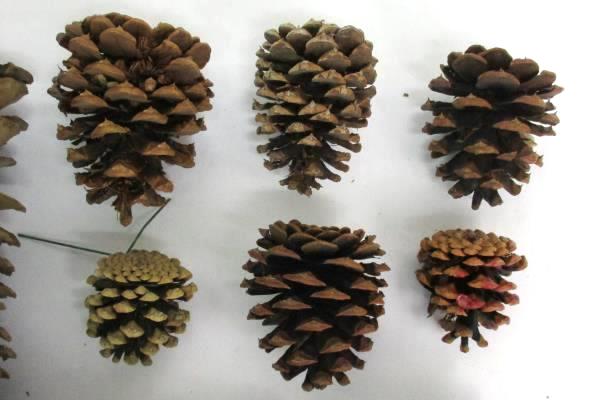 Lot Of 17 Pine Cones Real Various Sizes DIY Holiday Crafts