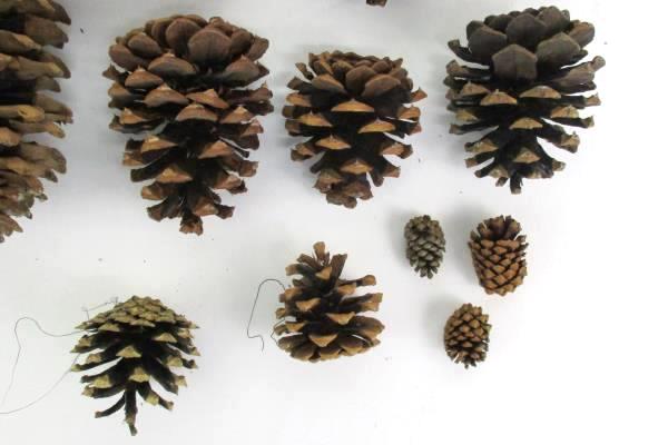 Lot Of 17 Pine Cones Real Various Sizes DIY Holiday Crafts