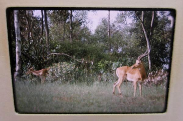 Vtg Kodak 80 Slide Carousel Tray w/ 62 Slides From Kenya, Congo, Camaroun 1966