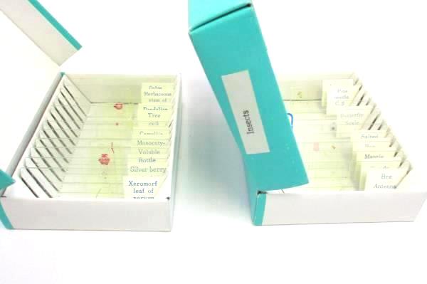 Lot of 2 Prepared Slides Microscope Plants Insects & White Riker Box