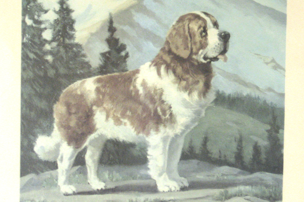 1955 The Saint Bernard Print By Wesley Dennis